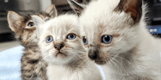 Imagen de tres gatos bebés