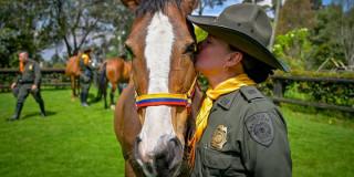 Foto de un caballo de Caravineros