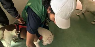 Foto del operativo de rescate de dos perros víctimas de abuso sexual en barrio Puerto Rico.