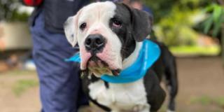 Foto de un perro en un parque en Bogotá.