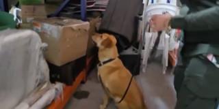 Foto de perros antidrogas de la Policía de Bogotá, durante las inspecciones a bodegas y empresas de mensajería.