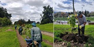 Fotos de la plantación de 304 nuevos árboles y arbustos en humedal El Salitre en Bogotá 