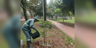 Imagen de persona regando los árboles en matenimiento.