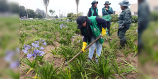 Imagen de funcionarios del Jardín Botánico realizando mantenimiento de áreas verdes de dos sectores de Bogotà.