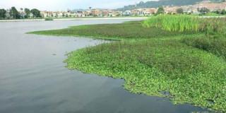 Foto del humedal Juan Amarillo