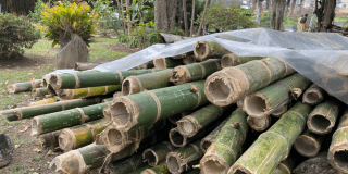 Imagen de la guadua recuperada