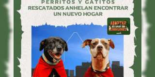 Pieza gráfica sobre jornada de adopción.