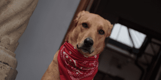 Foto de un perro con una pañoleta roja.