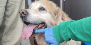 Imagen de perro en primer plano 