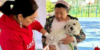 Foto de uno de los perros beneficiados en la jornada gratis de vacunación.