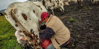 Foto de un campesino en zona rural de Bogotá, realizando tareas de ordeño de vacas.