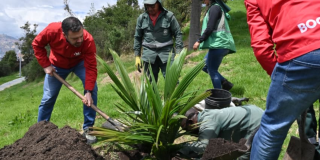 Imagen del alcalde Carlos Fernando Galán plantando un árbol