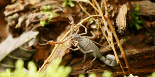 Imagen de un animal silvestre