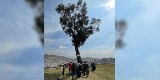 Imagen del árbol de la vida en Ciudad Bolívar