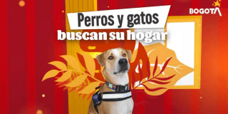 Imagen del perro perdido en Bogotá