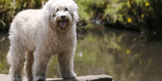 Imagen en primer plano de perrita que falleció 
