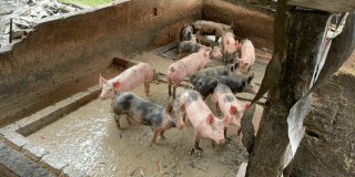 Imagen de marranitos en un establo