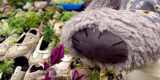 Imagen de plantas sembradas en tenis