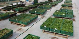 semillas de árboles nativos destinadas a viveros municipales