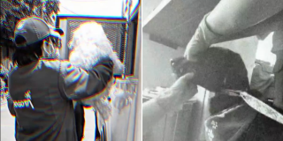 Imagen de los caninos rescatados