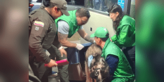 Imagen del rescate del canino en Bogotá