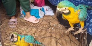 Imagen de animales silvestres víctimas de tráfico ilegal.