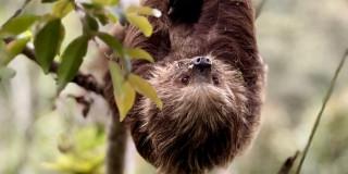 Oso perezoso de dos dedos en un árbol