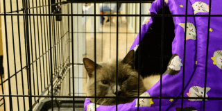 Imagen en primer plano de gato para adpoción