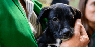 Imagen de primer plano de perro.