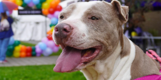 Imagen de la cara de un perro