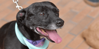 Imagen en primer plano de perro