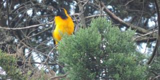 Foto de un ave en Bogotá