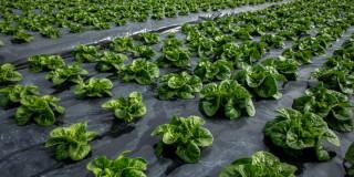 Foto de un cultivo de legumbres en una de las zonas rurales de Bogotá.