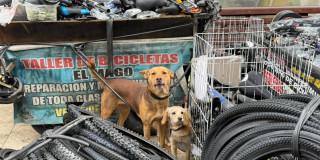 Un perro alrededor de unas llantas de bicicleta