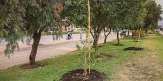 Imagen de árboles sembrados al costado de una calle