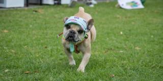 Foto de un perro bulldog francés en el parque Simón Bolívar de Bogotá.