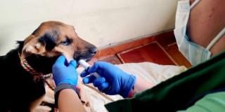 Perrito recibiendo medicamento con jeringa 