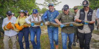 personas transportan una serpiente