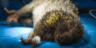 Imagen de un puercoespin 