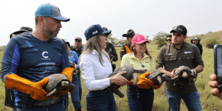 Imagen de las personas liberando unas tortugas