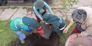 Personas sembrando árbol