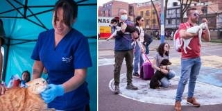 Foto de mascotas atendidas en jornada de esterilización en Fontibón, en el occidente de Bogotá.