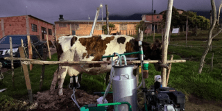 Foto de una vaca que es ordeñada con equipo mecánico