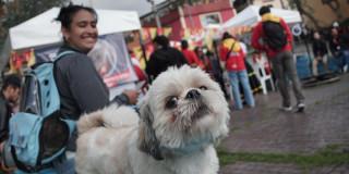Foto de un perro en una jornada de esterilización de mascotas.