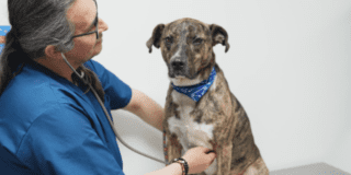 Foto de un perro cafe siendo examinado por un profesional