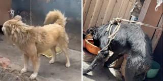 Foto de los perros rescatados en la localidad de Rafael Uribe Uribe.