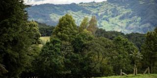 Foto panorámica de una zona boscosa en Bogotá.