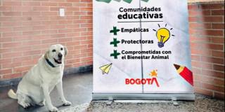 Foto de un perro participante en estrategia Animales al Tablero.