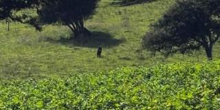 Oso andino avistado en inmediaciones del casco urbano de La Calera