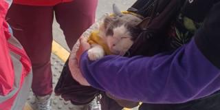Gato rescatado en Bogotá